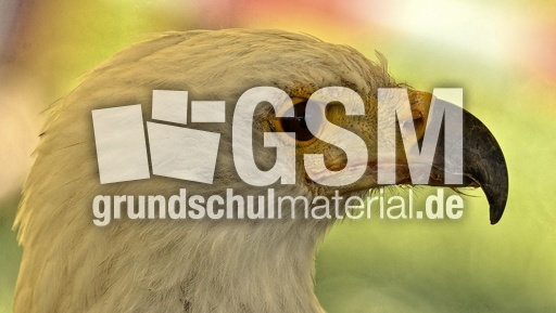 Schrei-Seeadler (7).jpg